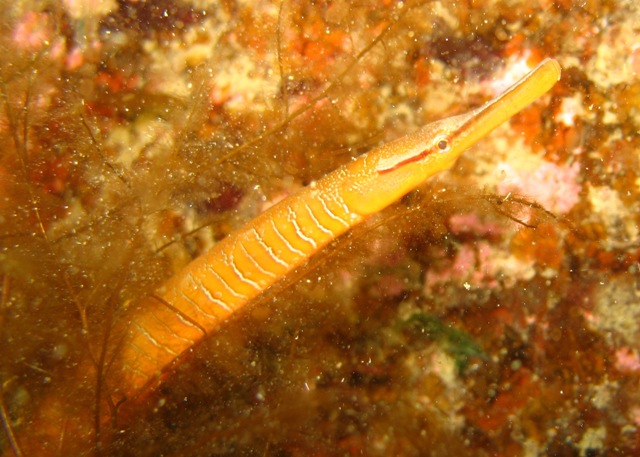 snake pipefish1.jpg